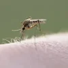 Suffolk To Spray Davis Park’s Ground For Mosquitoes